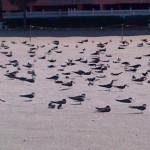 Birds image11