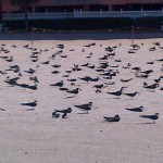 Birds image14