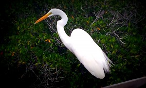 White heron